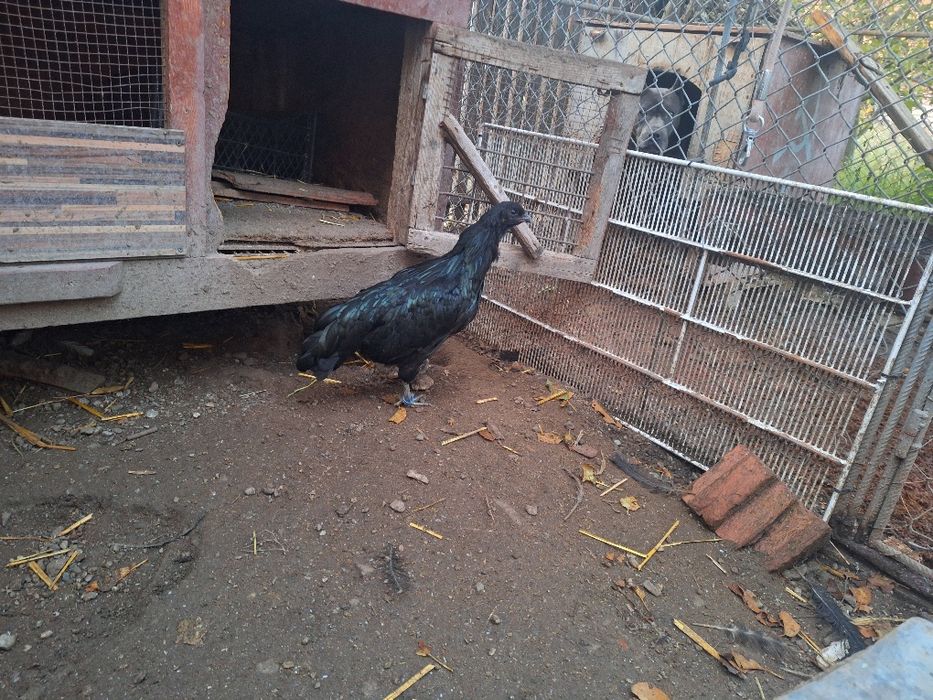 Familie Gaini Sumatra