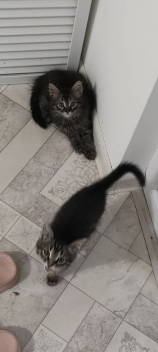 Отдадим котят в добрые руки