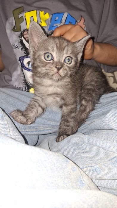 Продам котенка породы шотландец, 4 месяца