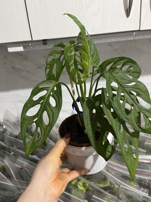 Комнатные растения