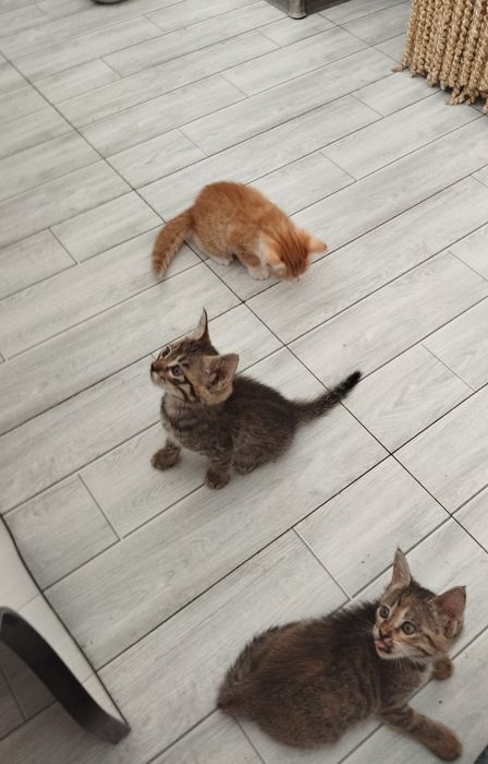 Кошки в добрые руки