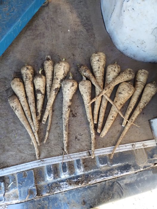 Păstârnac de vânzare