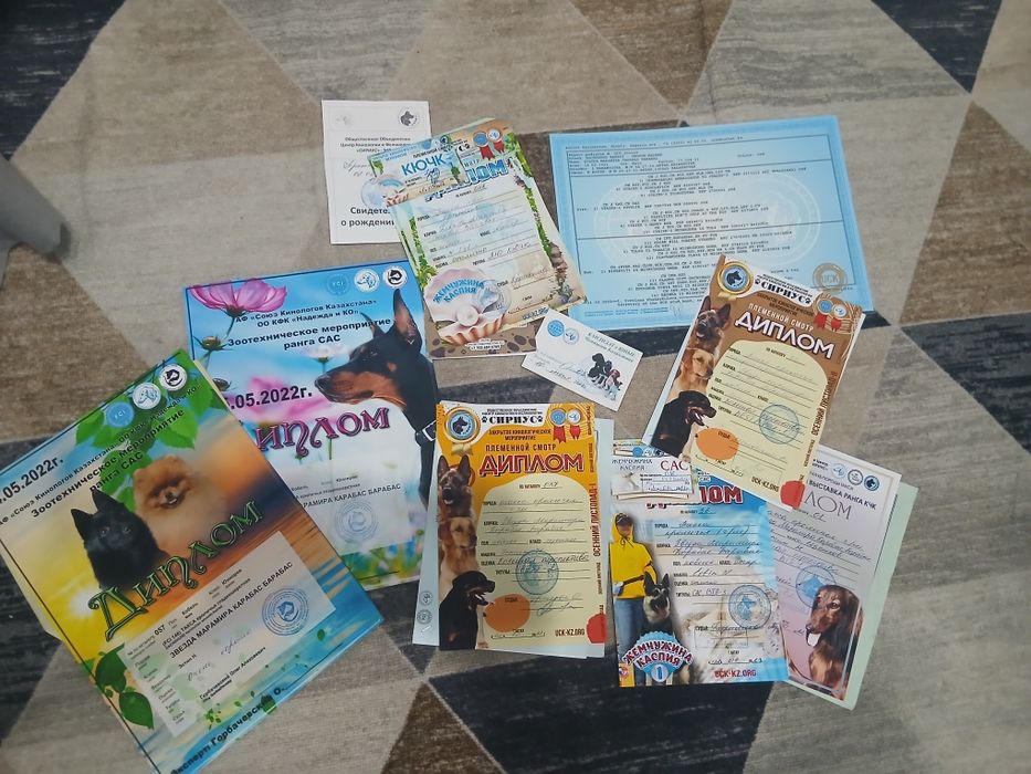 ВЯЗКА |Кроличья такса| Элитный кобель