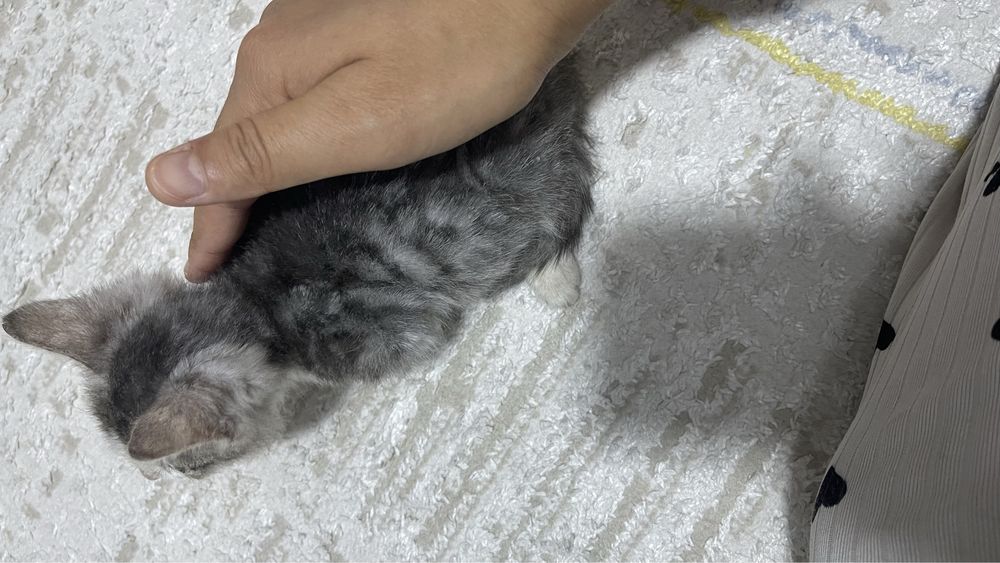 Котенок заберите в добрые руки