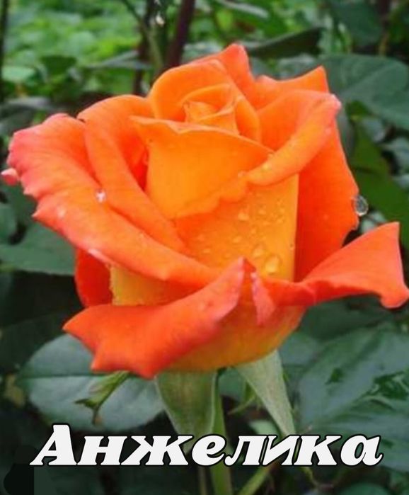 Саженцы роз оптом