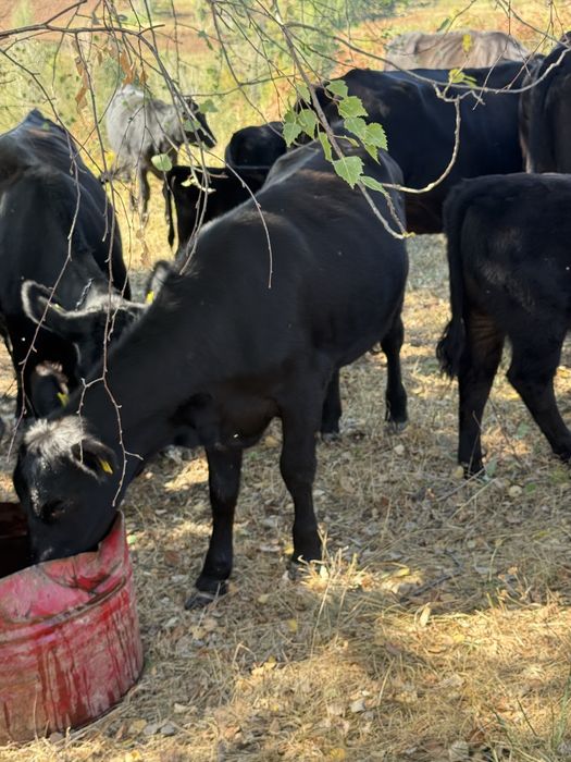 Vitei angus cu origine