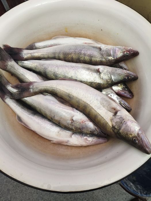 судак свежий / чищеный / филе