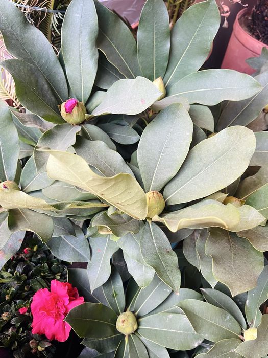 Рододендроны в продаже