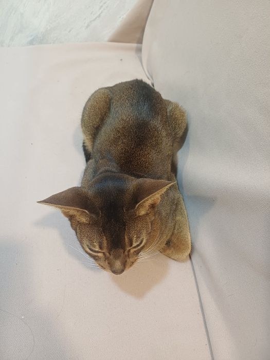 Абиссинская кошка