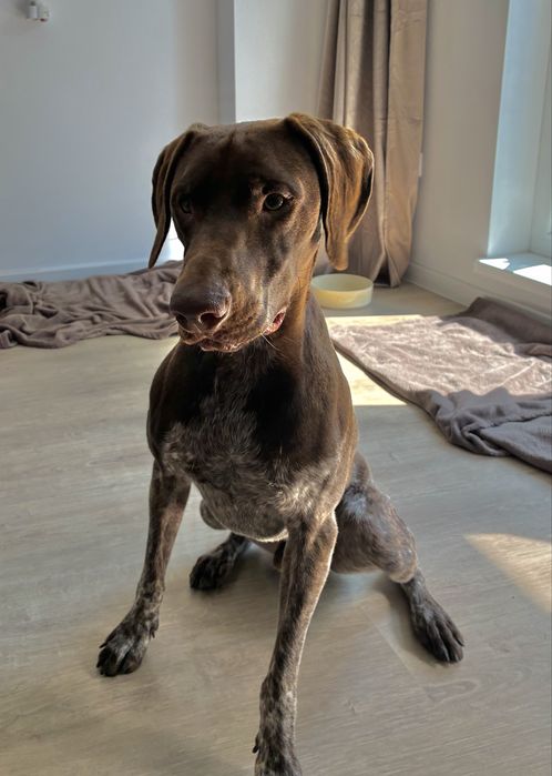 Pet sitting/ Dog boarding