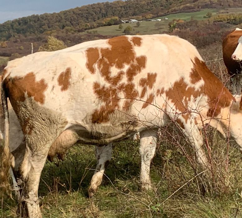 Vând vacă bălțată