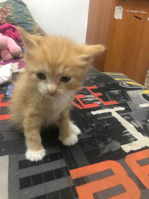 котики хорошие  даром