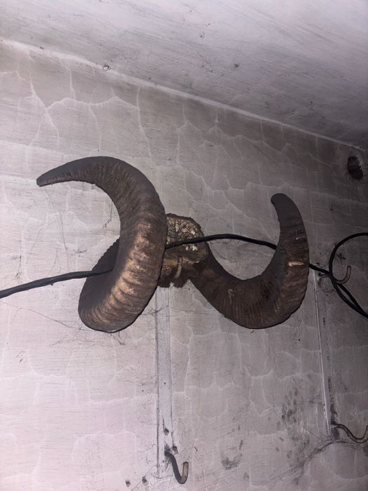 Рога горного архара