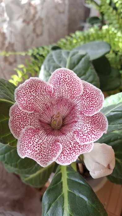 Продам глоксинию