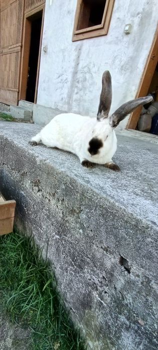 De vânzare 2 iepurițe de uriaș de Transilvania
