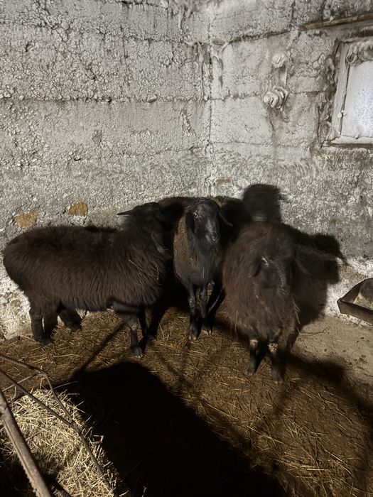 Токтылар сатамын жемделген