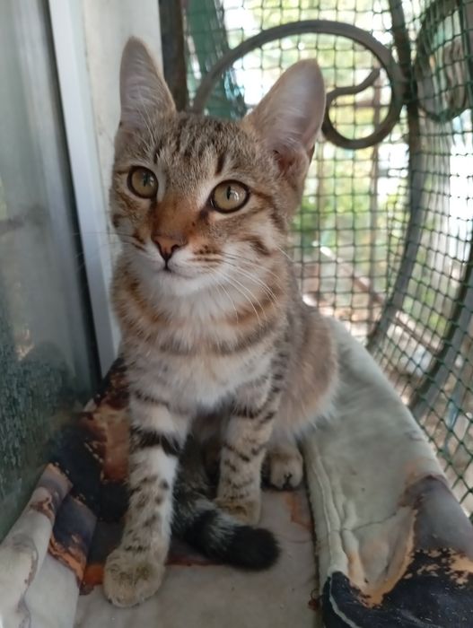 котик в добрые руки
