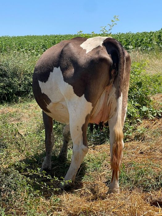Vaca disponibila