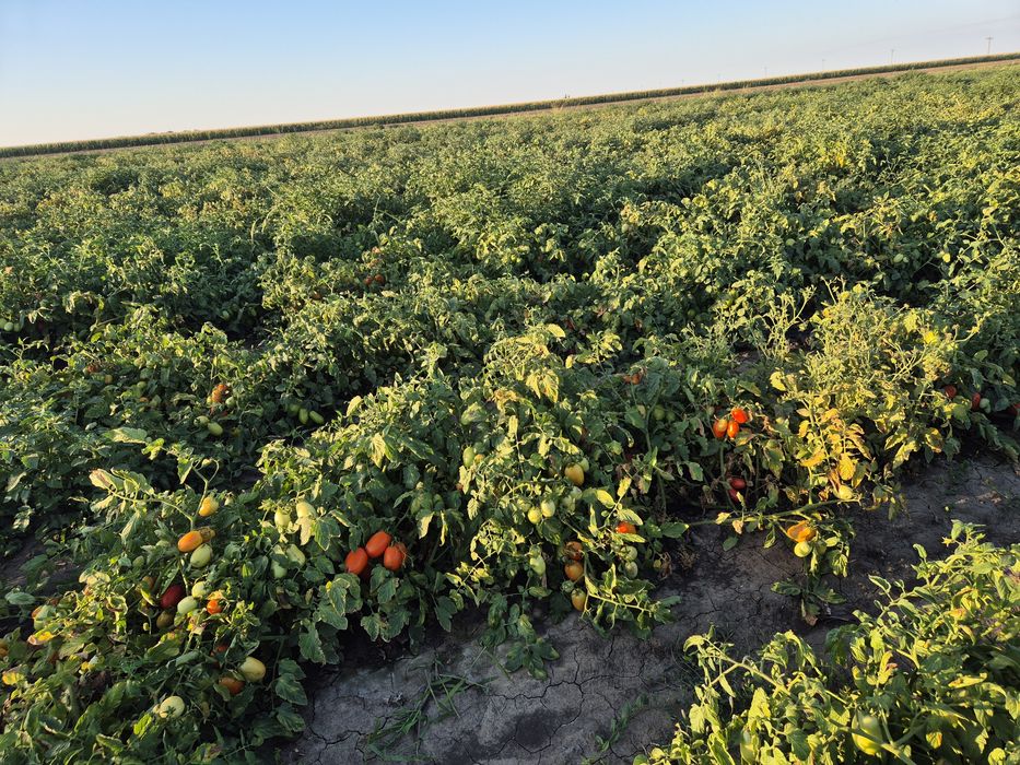 Vând 20 de tone de usturoi românesc și rosie prunisoara cantități mari