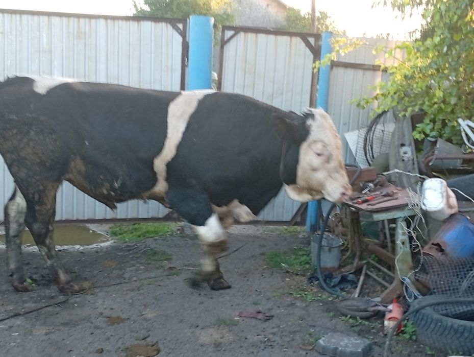 Продам быка симментала возраст 1.7