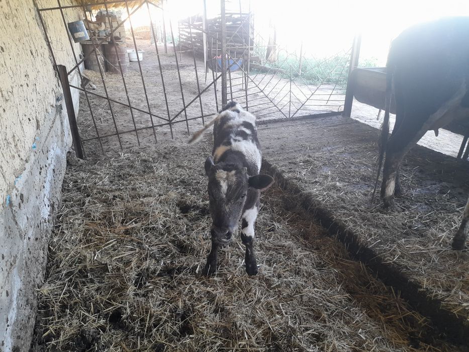 Сиырлар сатылады.