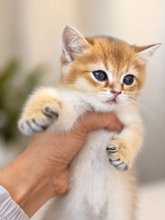 Котята золотая и серебристая шиншилла ищут дом (продаются!)