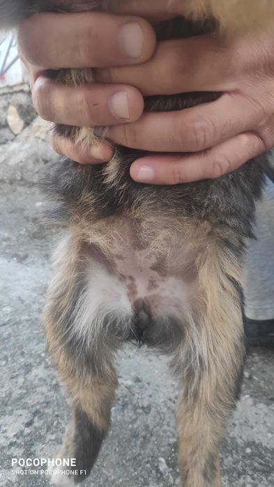 Подарявам малки кученца