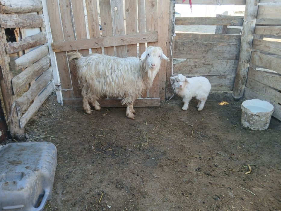 Лақты ешкілер тушалар