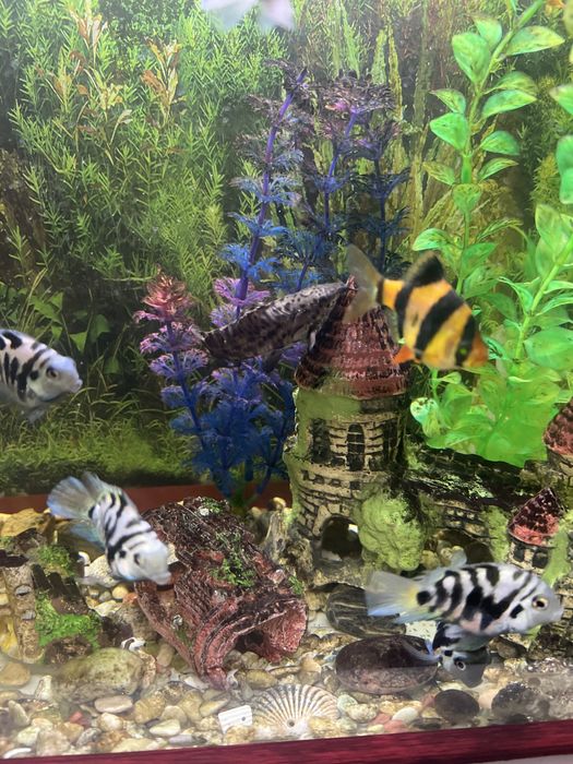 Аквариум 40 л вместе с рыбками