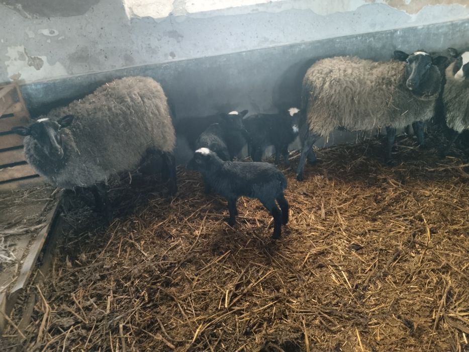 TiBerbec Romanov + 2 oi Romanov cu miei – rasă foarte profilica