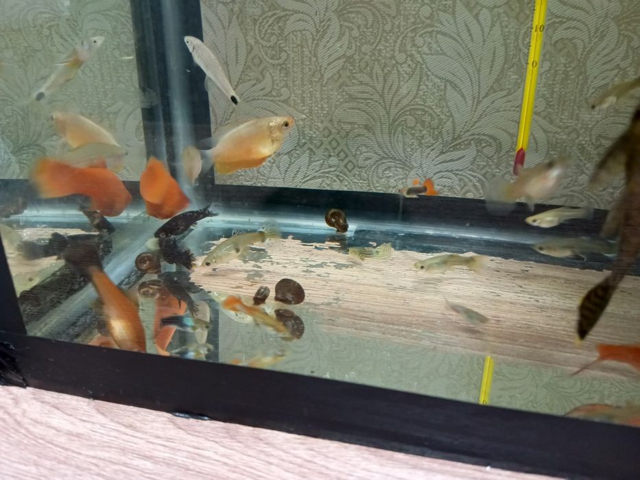 Продам аквариумных рыбок, разных