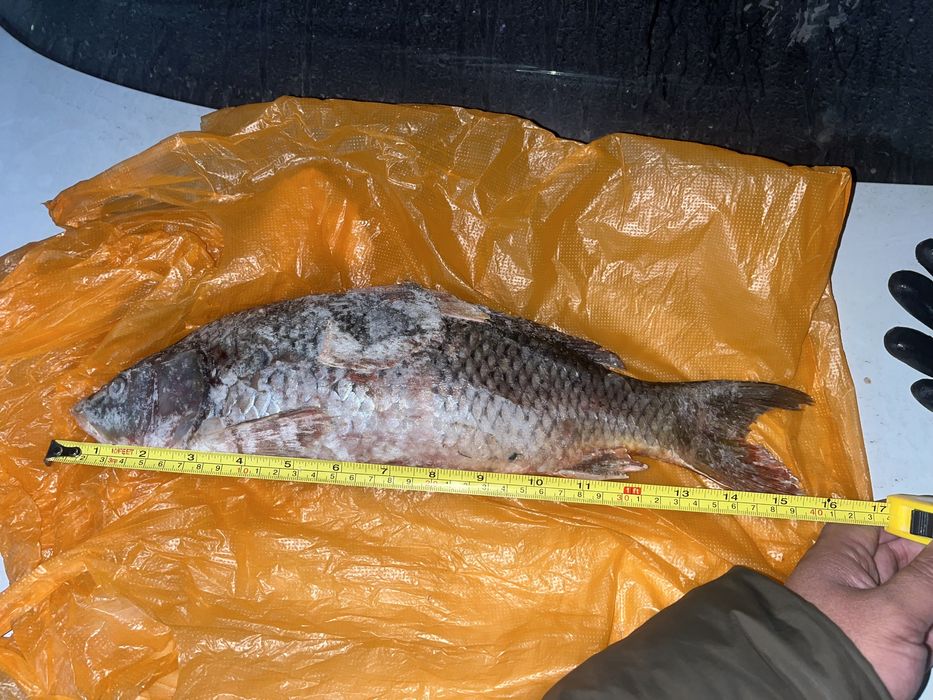 Продам рыбу сазан