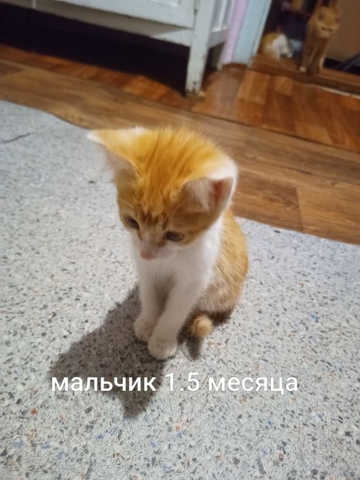 Отдам котят бесплатно