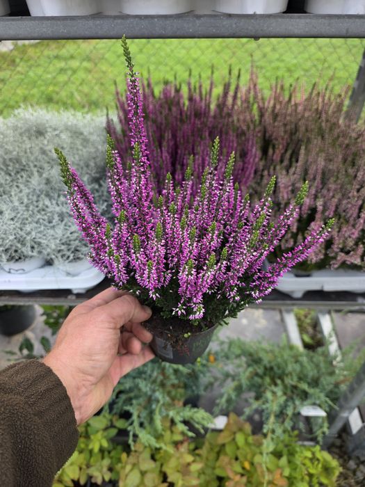 Calluna vulgaris angro