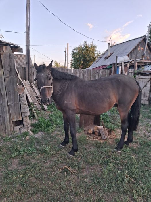 Продам коня на откорме