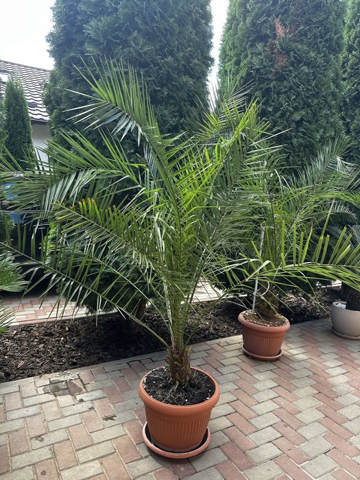 Palmier Phoenix