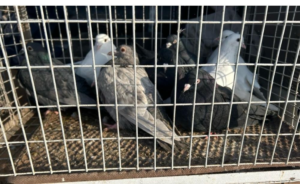 Продам голубей по 2 000 тенге