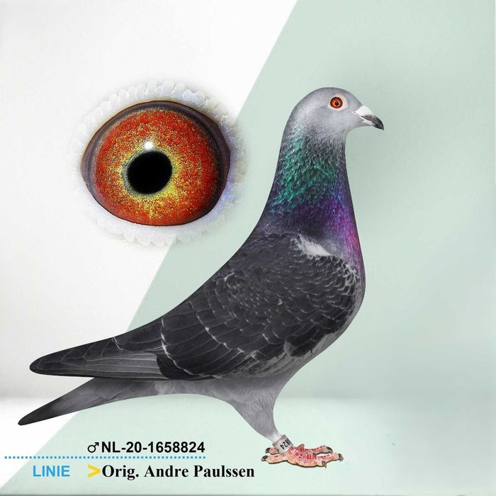 Porumbei voiajori de vânzare (lotul de zbot + matcă)