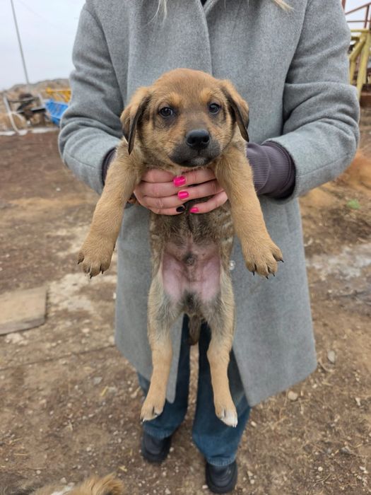 Отдам щенят в добрые руки