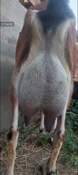 Продам козу,три окота.