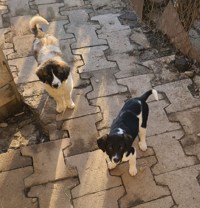 Щенки отдам в добрые руки бесплатно !!!