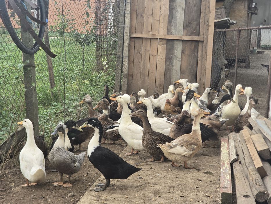 Vand rate românești moțate si ne moțate