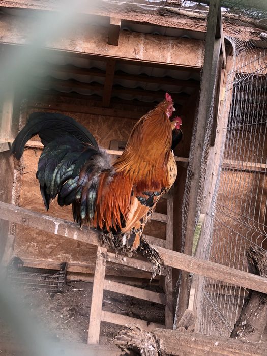 Vand 2 cocosi pheonix si 1 pitic