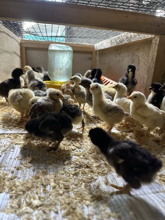 Продам домашних цыплят