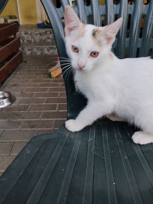 Donez doi pui de pisica maidaneza