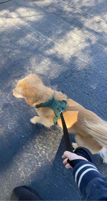 Plimbare câini – serviciu disponibil