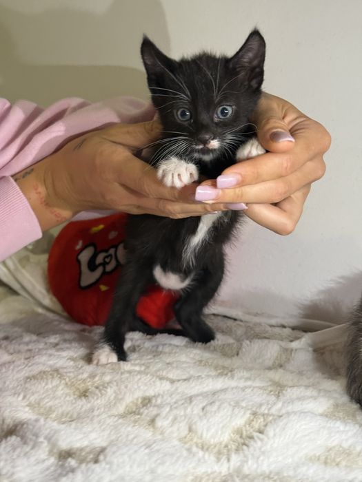 Am 5 puiuți pentru adopție!