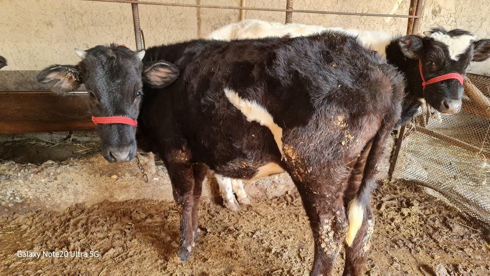 8 бас қашар сатылады