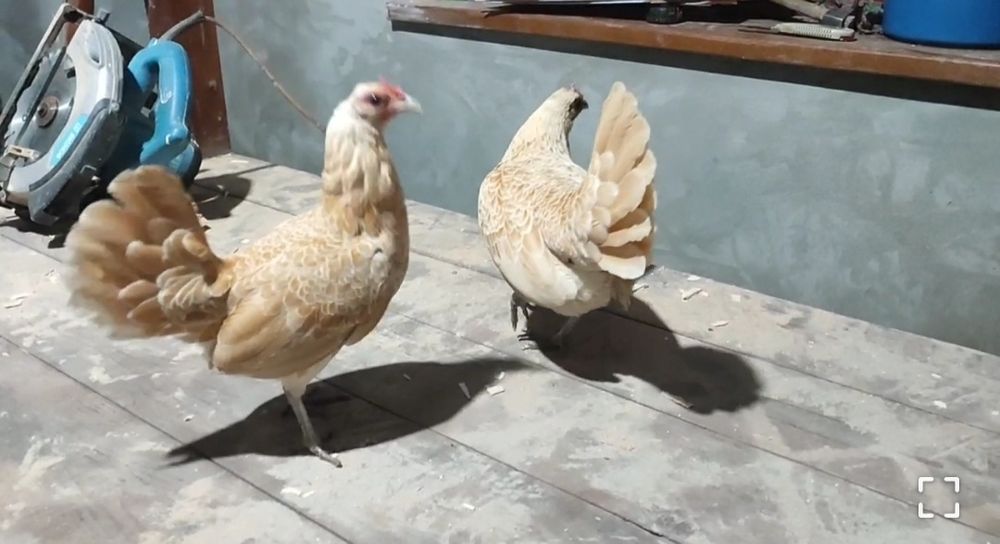 SIBRAYT  zotli tovuq tuxumlari