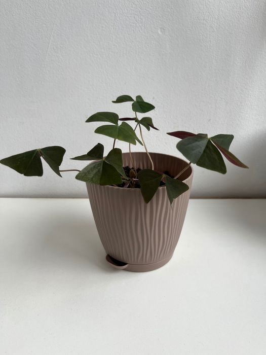 Продается оксалис кислица клевер счастья зеленый